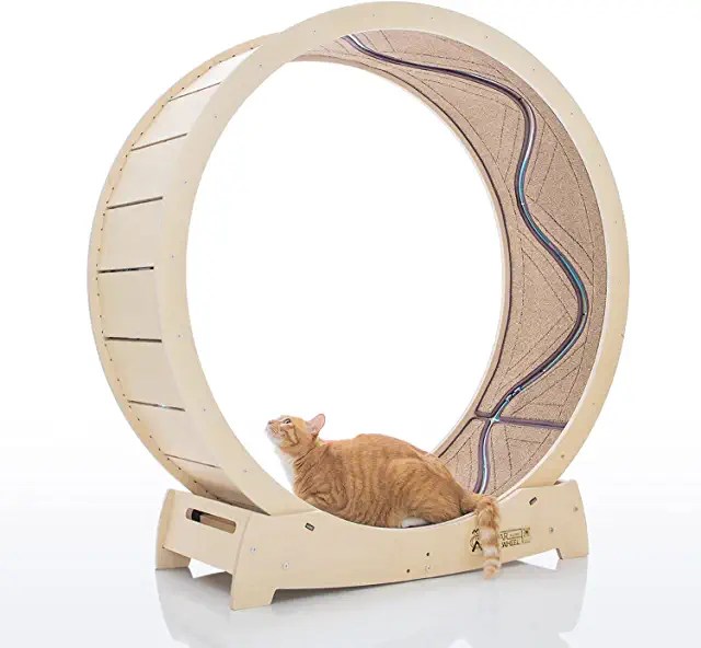 Excessive Meowing and Yowling Why Is My Cat So Vocal?